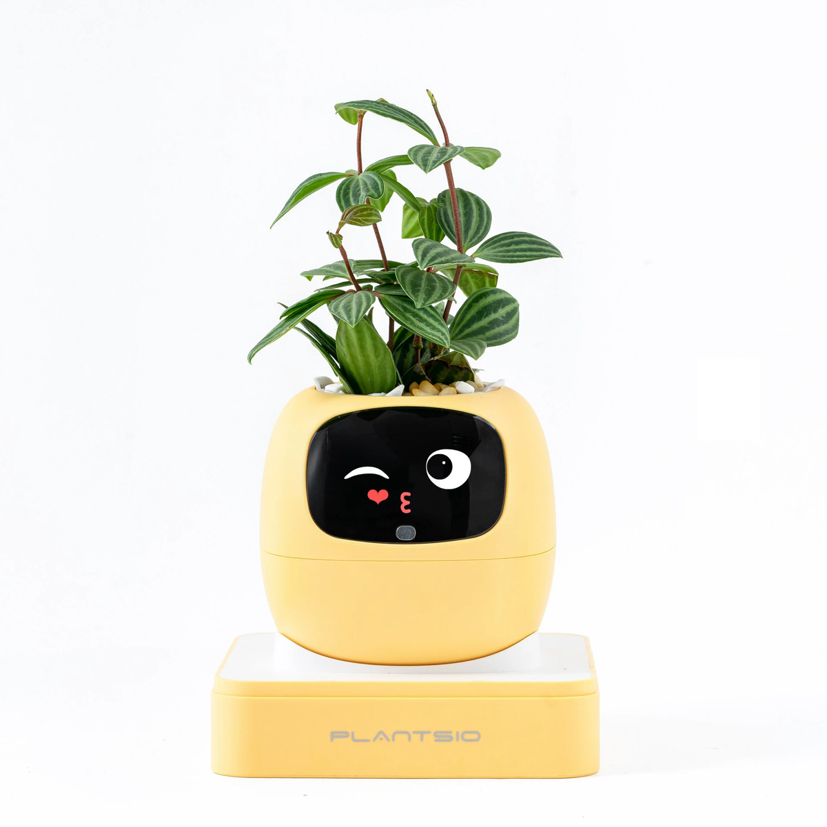 N18 Smart Pet Planter Robot with Sensor-Assisted Self-Watering, Hydroponic Design and Facial Interaction